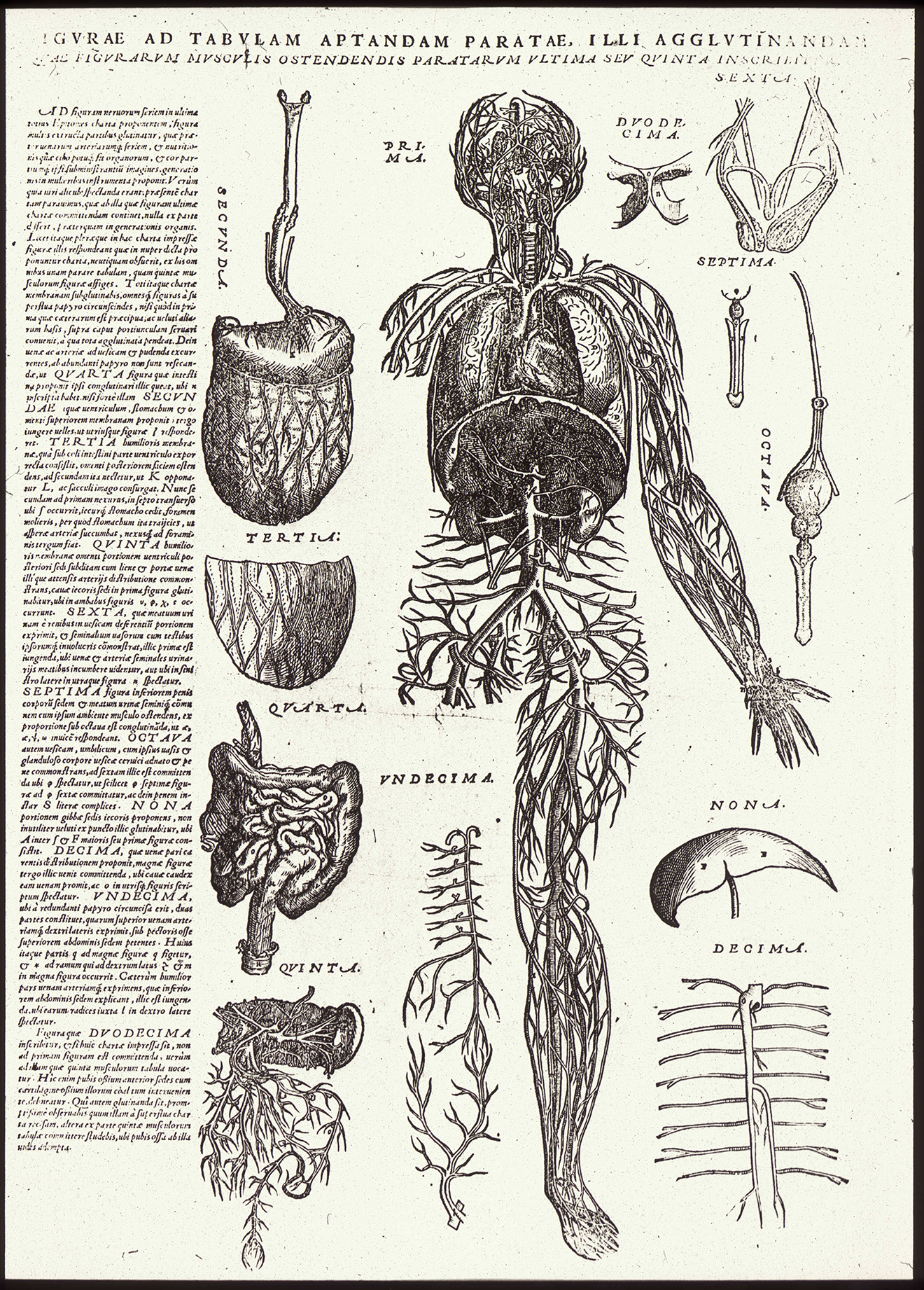 Illustration from Andreas Vesalius, De humani corporis fabrica librorum epitome (1543)