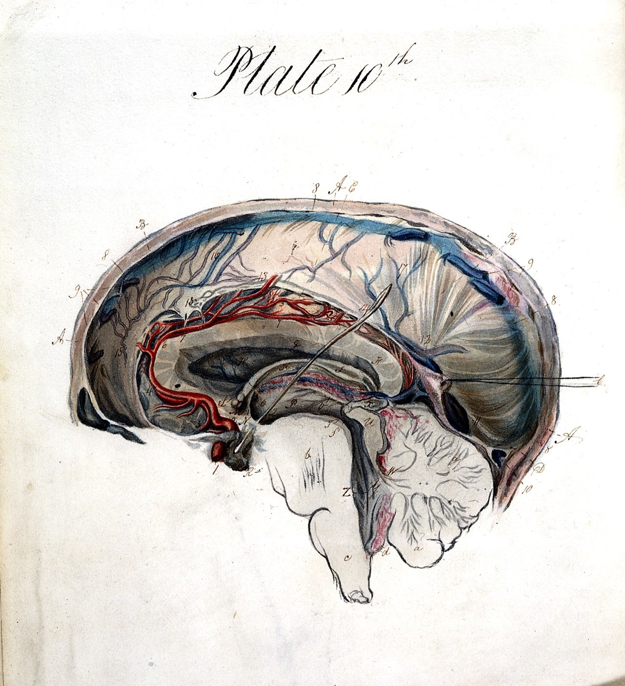 Plate from Charles Bell, The anatomy of the brain, explained in a series of engravings, 1802