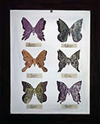 butterfly.jpg (145720 bytes)